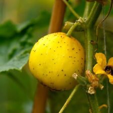 Graines concombre citron d'occasion  Cahors
