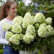 Hydrangea dwarf rare for sale  NORTHWICH