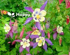 Columbine flower mrs for sale  DONCASTER