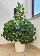 Zimmerpflanze pilea peperomioi gebraucht kaufen  Hanau