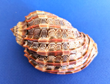 Harpa Cabriti 107,7 mm f+++/gem Madagascar " Beau et grand spécimen " comprar usado  Enviando para Brazil