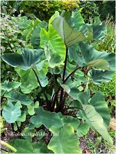 Colocasia bikini tini d'occasion  Arzacq-Arraziguet