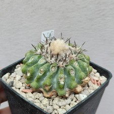 Copiapoa cinerascens vaso usato  Modena