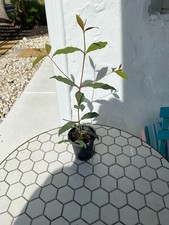 Rainbow eucalyptus seedlings for sale  Pompano Beach