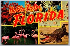 Usado, 1968 Hello From Florida Alligator Flamingos Papagaios Shell Cartão Postal Multivisualização D32 comprar usado  Enviando para Brazil