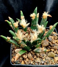 Ariocarpus agavoides lh912 gebraucht kaufen  Schwarmstedt