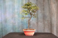 Fabulous feather acacia for sale  North Fort Myers