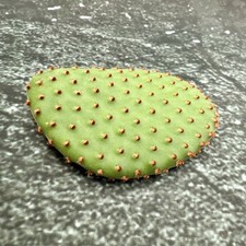 Opuntia microdasys pad for sale  HARPENDEN