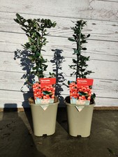 Pyracantha red column for sale  HARLOW