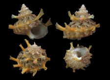 Concha do mar: Bolma girgyllus 30,2 mm F++/F+++ (das Filipinas), usado comprar usado  Enviando para Brazil