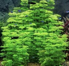 Limnophila sessiliflora for sale  KETTERING