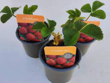 Strawberry fruit plant for sale  BALLYMENA