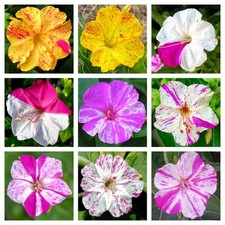 Mirabilis jalapa hybrids usato  Napoli