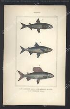 Lacepede gravure planche d'occasion  Douarnenez