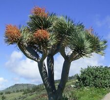 Samen drachen baum gebraucht kaufen  Calw