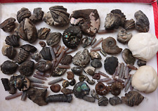 Fossils collection ammonites for sale  DOVER