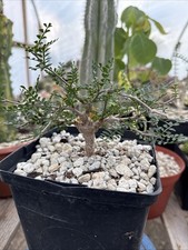 Operculucarya pachypus seed for sale  Bellflower
