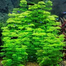 Live aquarium plant for sale  DRONFIELD