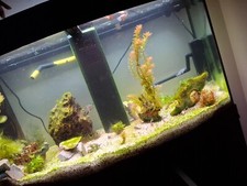Aquarium komplett unterschrank gebraucht kaufen  Aachen