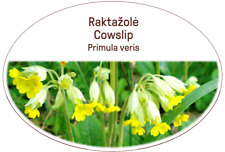 Kuhschlupfblüten kräuter ges gebraucht kaufen  Versand nach Germany