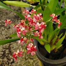 Oncidium twinkle red for sale  SANDBACH