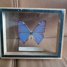 Joli papillon morpho d'occasion  Rozier-en-Donzy