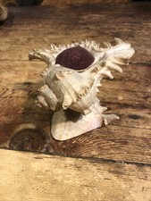 Antique victorian seashell for sale  Springville