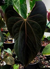 Anthurium papillilaminum ralph for sale  Redwood City