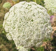 Samen zahnstocher blume gebraucht kaufen Samen zahnstocher blume gebraucht kaufen  Calw