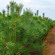 Pinus sylvestris scotts for sale  HORSHAM