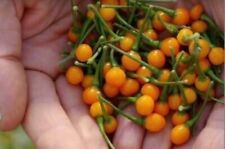 Aji charapita semi usato  Reggio Calabria