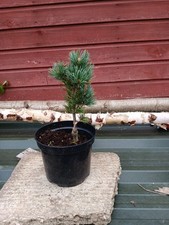 Pinus parviflora pygmy for sale  CRANBROOK