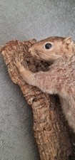 Taxidermy grey squirrel for sale  PULBOROUGH