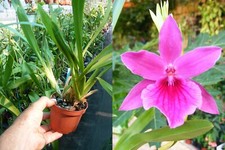 Miltonia honolulu orchidée d'occasion  Fumel