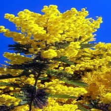 Sweet acacia mimosa for sale  Lincolnton
