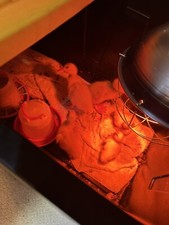 Pekin duck hatching for sale  Titusville