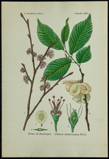 1898ca orme amérique d'occasion  France