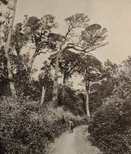 1899 print colonial for sale 1899 print colonial for sale  YORK