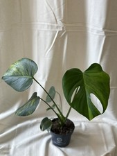 Monstera aurea large for sale  SHEFFIELD
