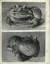 1954 press photo for sale  Memphis