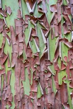 Pacific madrone tree for sale  Massillon
