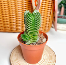 Crassula buddha temple for sale  WALSALL