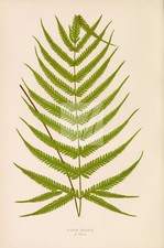 Lowe edward. pteris d'occasion  Expédié en Belgium
