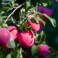 Methley plum fruit for sale  Mcminnville