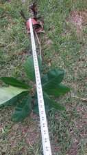 Tropical almond live for sale  Miami
