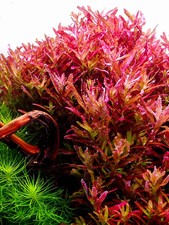10x rotala blood for sale  SLOUGH