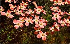 Flowering dogwood tree for sale  Richmond