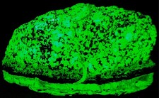 Fluorescent phos radiating for sale  Archbald