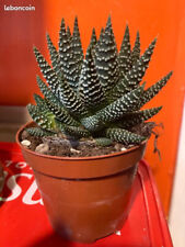 Plante succulente aloe d'occasion  Erquinghem-Lys