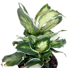Dieffenbachia cool beauty for sale  Old Town